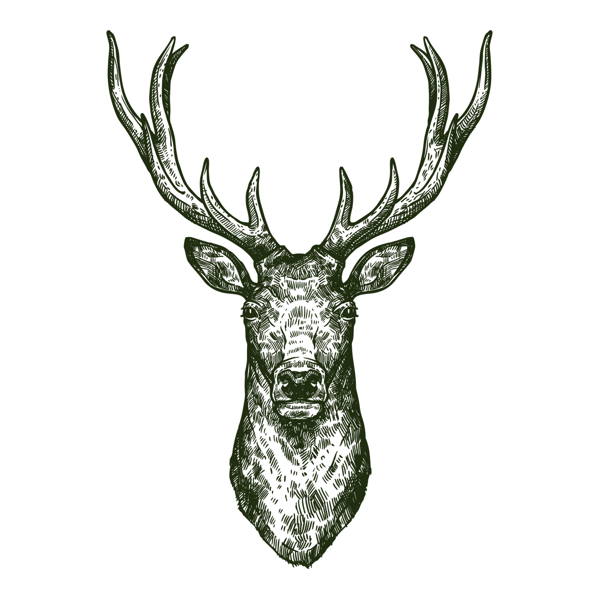 Stag